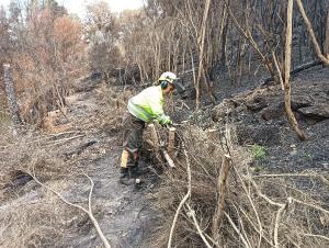 La CHD destina 1,5M€ para restaurar las zonas afectadas por los incendios en la provincia de Ourense